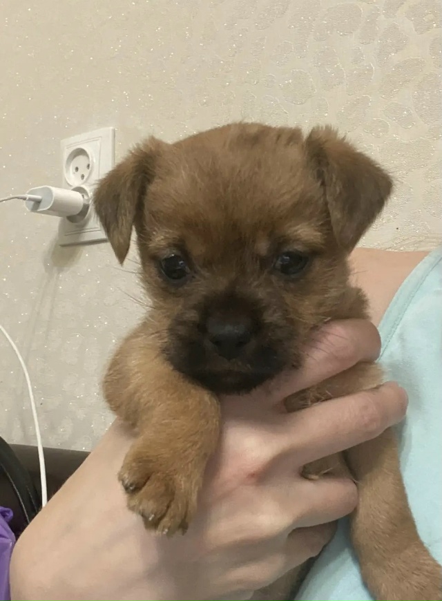 Инорс. СРОЧНО отдам собаку в очень добрые и ответствен?...