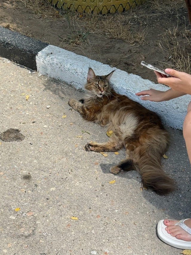 Здравствуйте! Нашли мейнкуна на улице Полупанова 54А. К?...