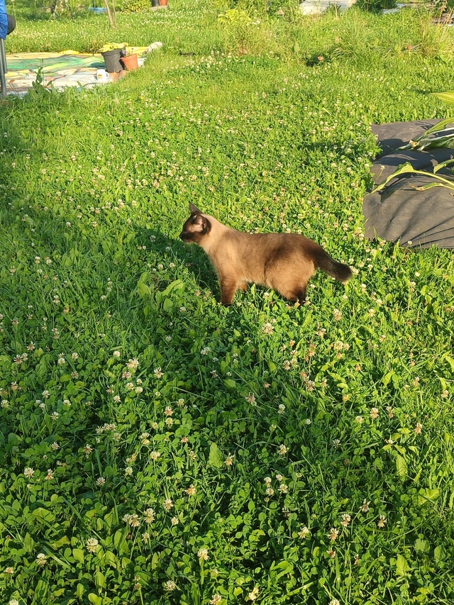 На 8 линии, по участкам ходит породистая кошка, с коротк...