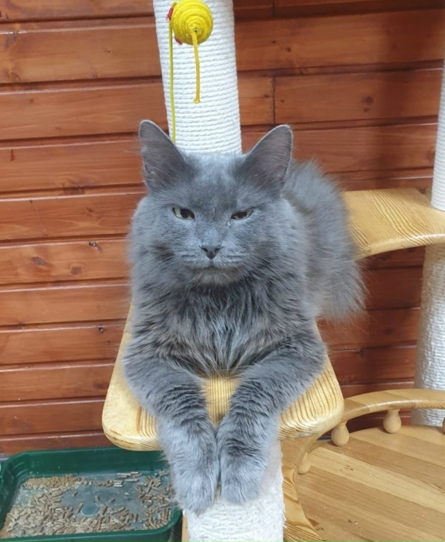 ИЩЕТ ДОМ И ХОЗЯЕВ 🐈‍⬛‼️
МУСЯ, прелестная кошечка, со...