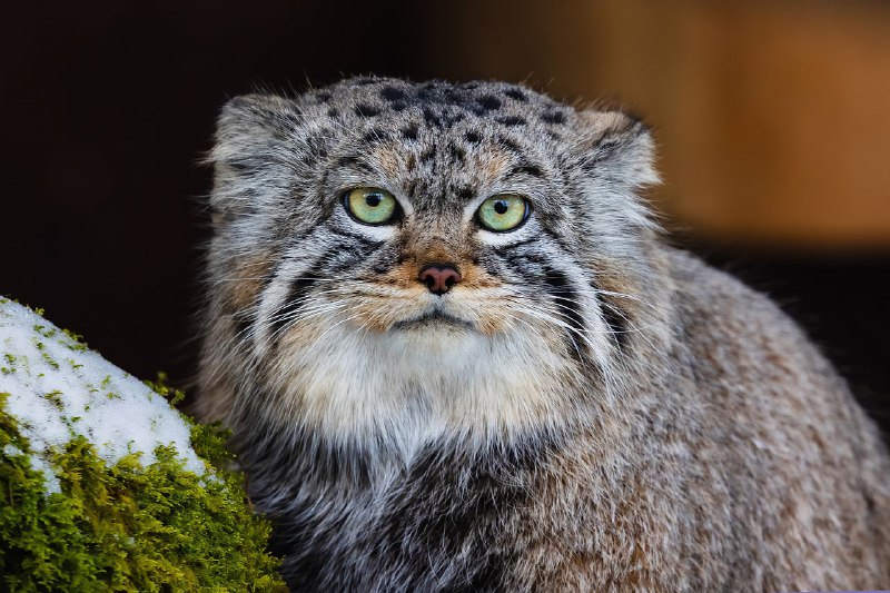 Манул Борис из красноярского зоопарка закончил осеннюю зажировку и отъелся до нужных 6 кг:
Последние