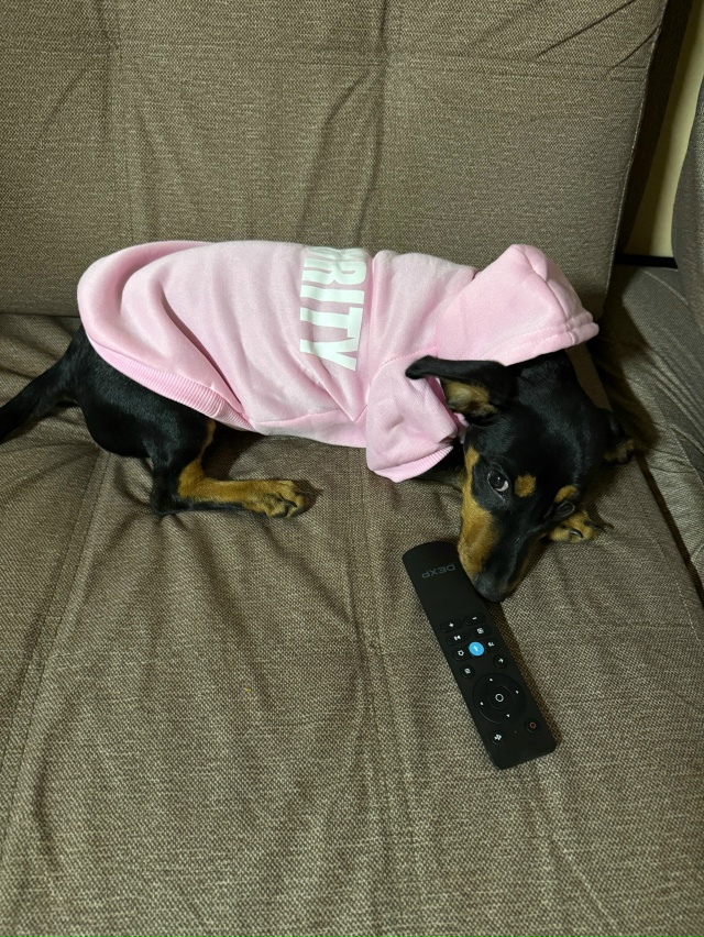 Помогите пожалуйста!!!! Пропала собака в районе 13й школ?...