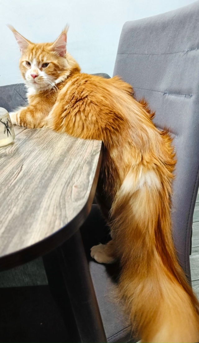 Пропал кот - мейн кун. Кличка Бадди.
1 мкр, дом 24.
( кот не...