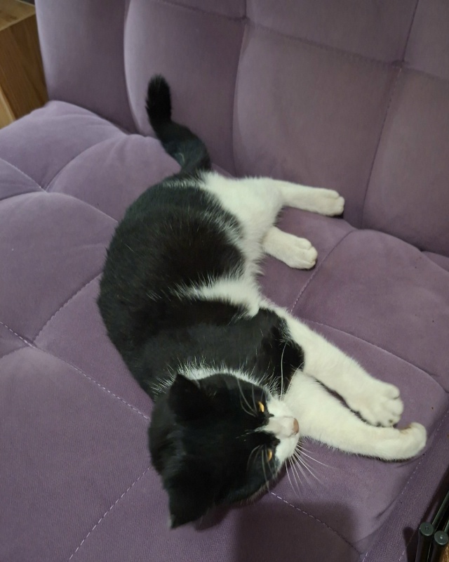 Люди добрые!Чей котик?Сидел у подьезда.Позвала,зашёл в ...