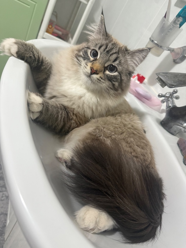 Пропал котик по кличке Снежик на улице садовой. Может к...