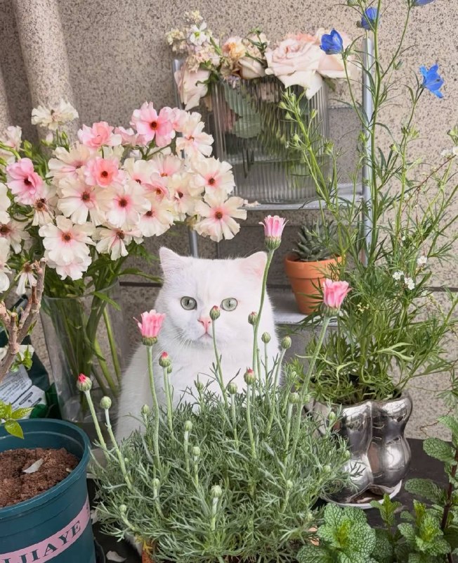 Фотосинтезируем