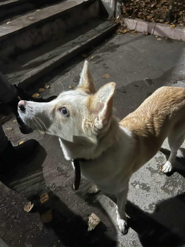 На улице Ярославская 1/47 бегает собачка с ошейником. Мо?...