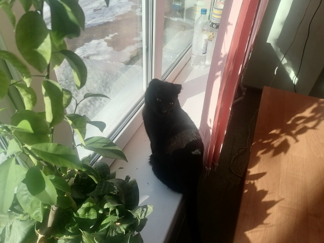 новый обитатель подстанции