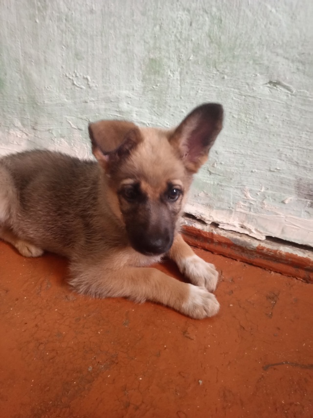 Отдаю в добрые руки. Девочка. Родилась в мае. Папа немец...