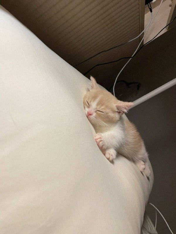 Споть :3