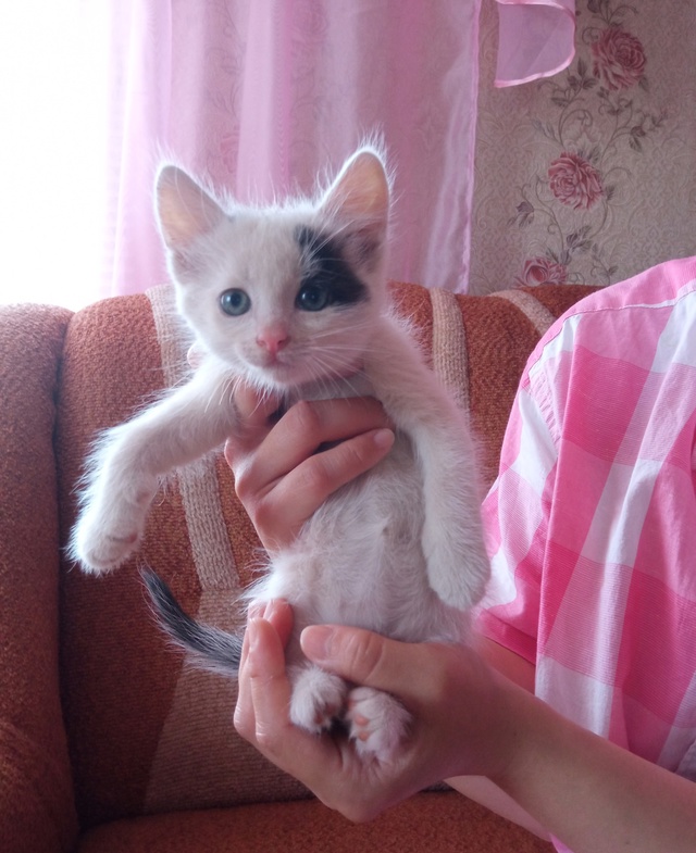 Отдам котят в добрые руки, остались мальчики. Кушают вс...