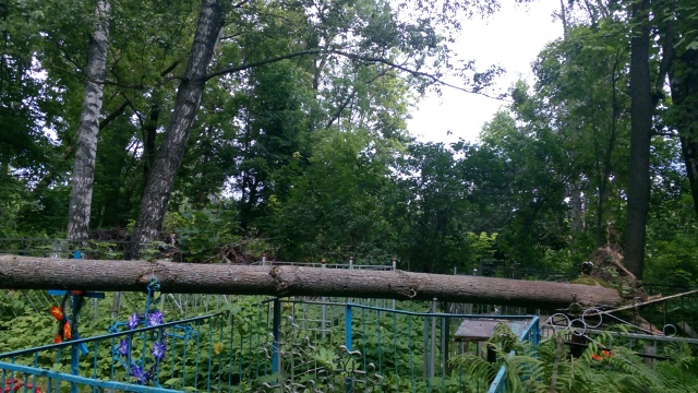 Здравствуйте, на старом кладбище опять упали деревья. ?...