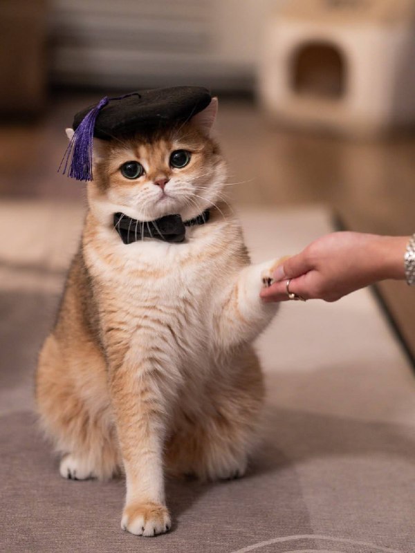 Выпускник котиковых ноук