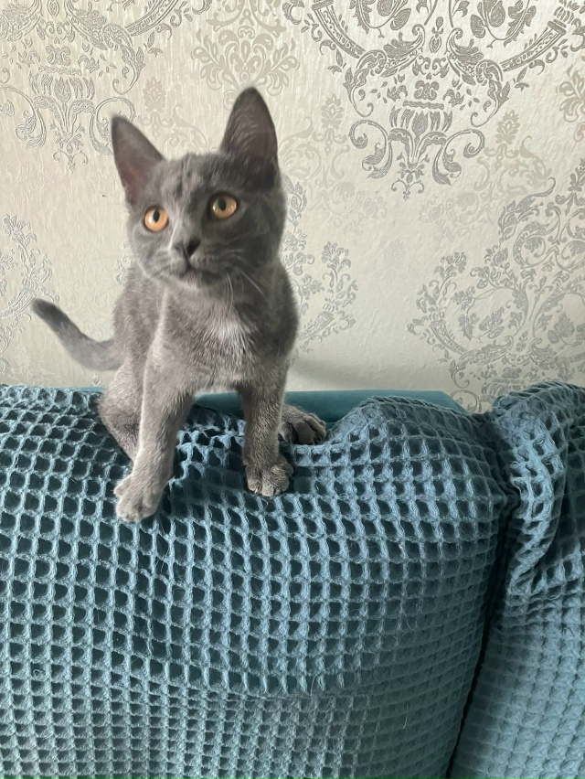 Кошечка Дымка 4 месяца очень игривая и ласковая ,лоток ?...