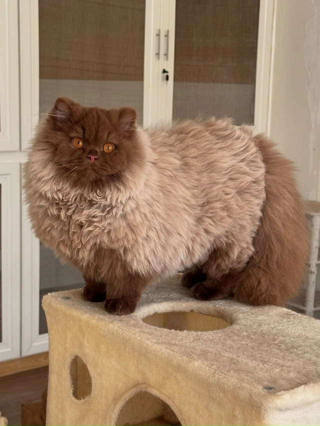 Такой шоколадный медвежонок 🤎