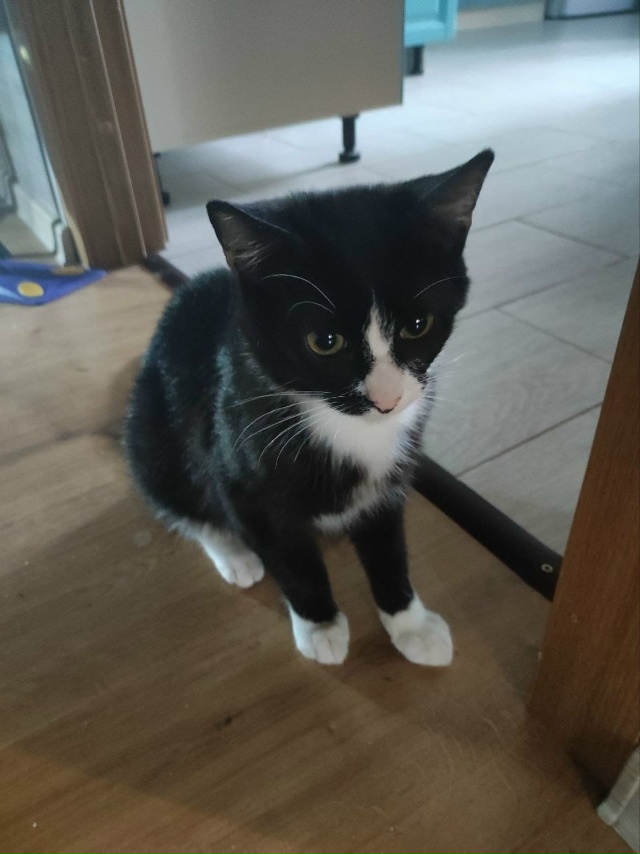 🙏Админ, напечатайте, пожалуйста, 🙏котята находятся в...