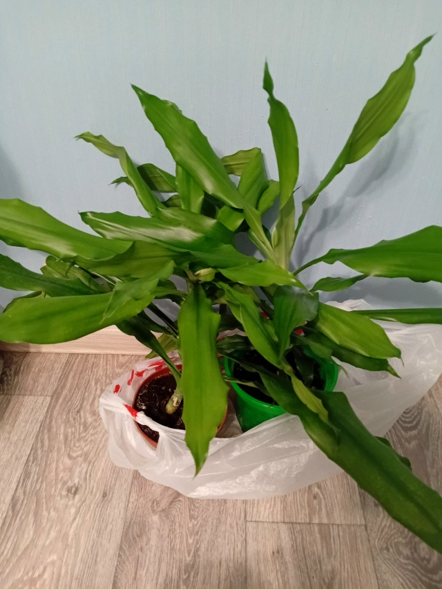 Продам цветы:
Юкка :750
Фикус :500 рублей
Фикус бенжамина :...