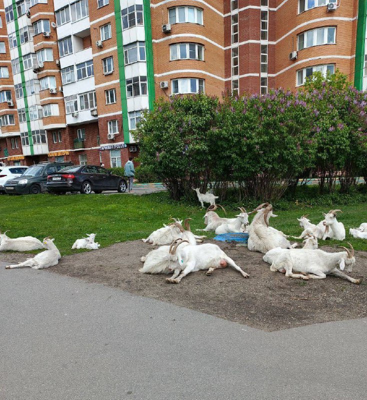 В Бутово без изменений — вновь сходка бывших.
Девочки, чьи?