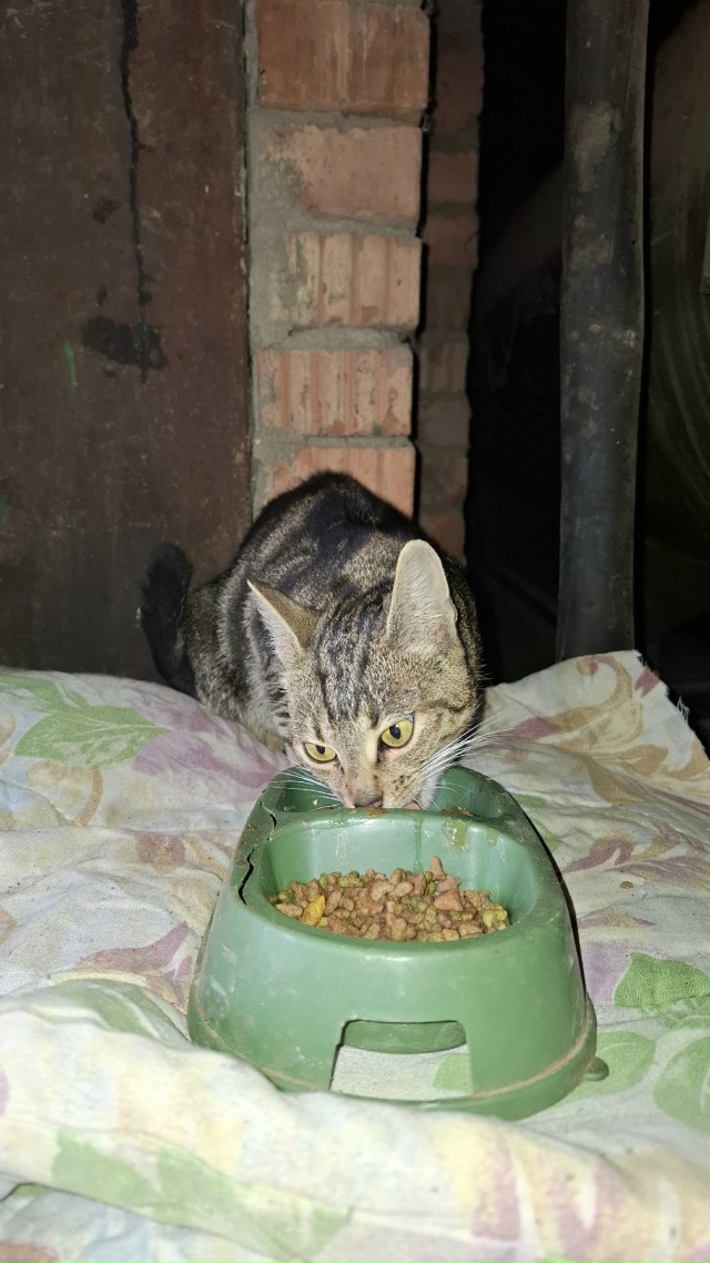 ❓Чья потеряшка молодая бегает по территории бетонног?...