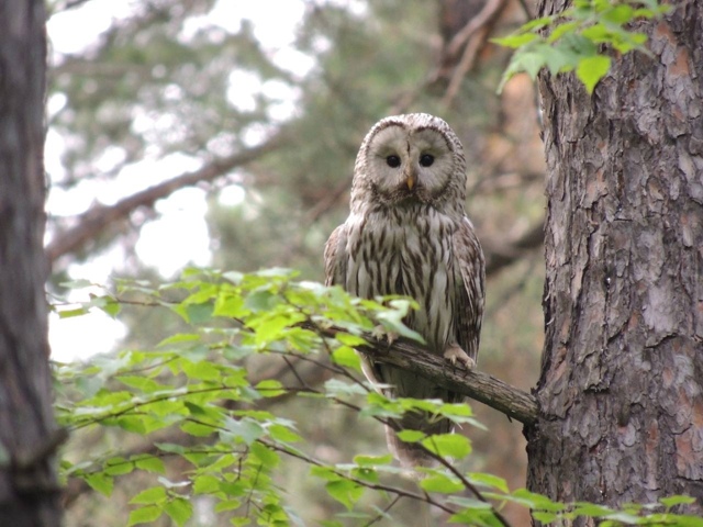 🦉Βoт тaкoй милaшкa нaблюдaл зa нoвocибиpцaми в Εльцoвcкoм лecу