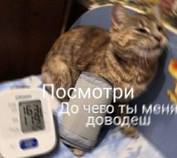 😭Кошки и собаки в России всё чаще страдают от тоски и депрессии, предупреждают ветеринары
Питомцы т