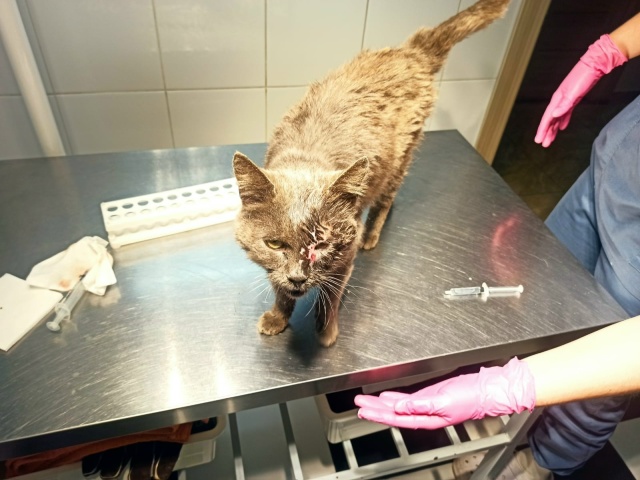 Друзья!
КАТАСТРОФИЧЕСКИ СРОЧНО!
Мы снова к вам с прось...