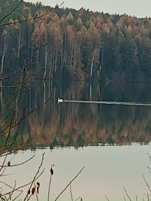 Откликнитесь, кто видел лебедя 23 октября на реке, в рай?...