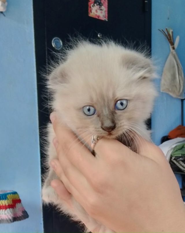 Котята в добрые руки, 3 мальчика