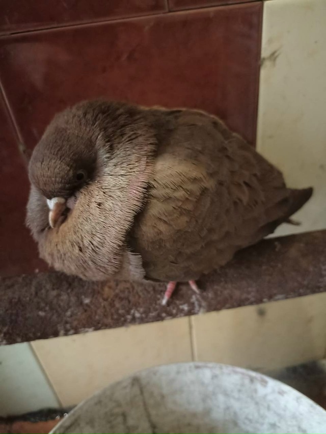 Ищем хозяина голубя или голубятни!!!
Голубь был обнаруж...