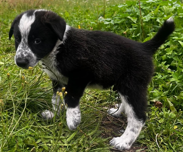Срочно! Ищем дом малышам 🐶
Буду очень признательна, е?...