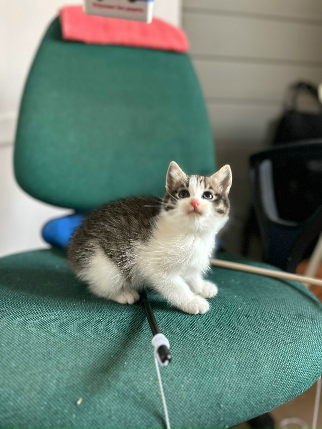 Подарите котятам шанс на жизнь в тепле и уюте!
Их детст?...