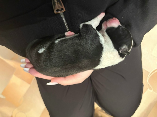 Отдадим в добрые руки щенков
•Родились 19 ноября
•6 ще?...