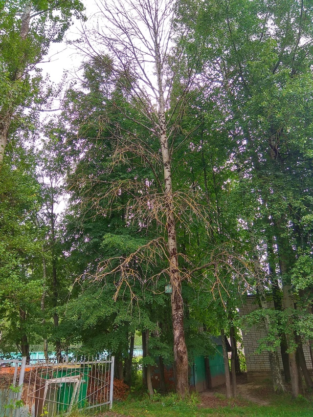 Есть новости.
Наш пруд у второй школы привели в порядок...