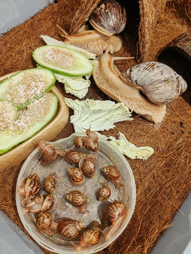 Отдам малышек Ахатин🐌
Ахатины — популярные и неприх?...