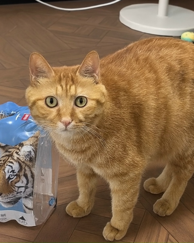 Внутри каждого кота сидит тигр, но только до первого пы...
