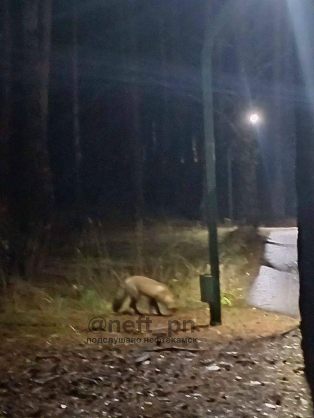 Возле Полуденки бегает 🦊