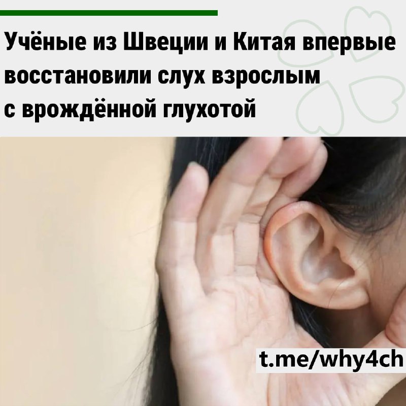 Врачи впервые восстановили слух взрослым с врождённой глухотой, вызванной мутацией гена OTOF. Через
