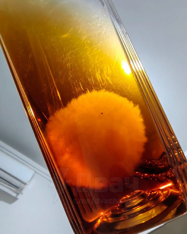 Китайцы начали заводить чайную плесень в качестве питомцев
Они покупают несладкий чай и оставляют б