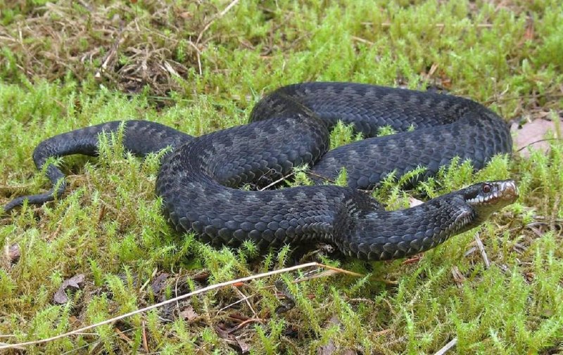 🐍 Сразу два человека попали в больницу после укусов змей в Подмосковье
В Орехово-Зуеве пострадала 7