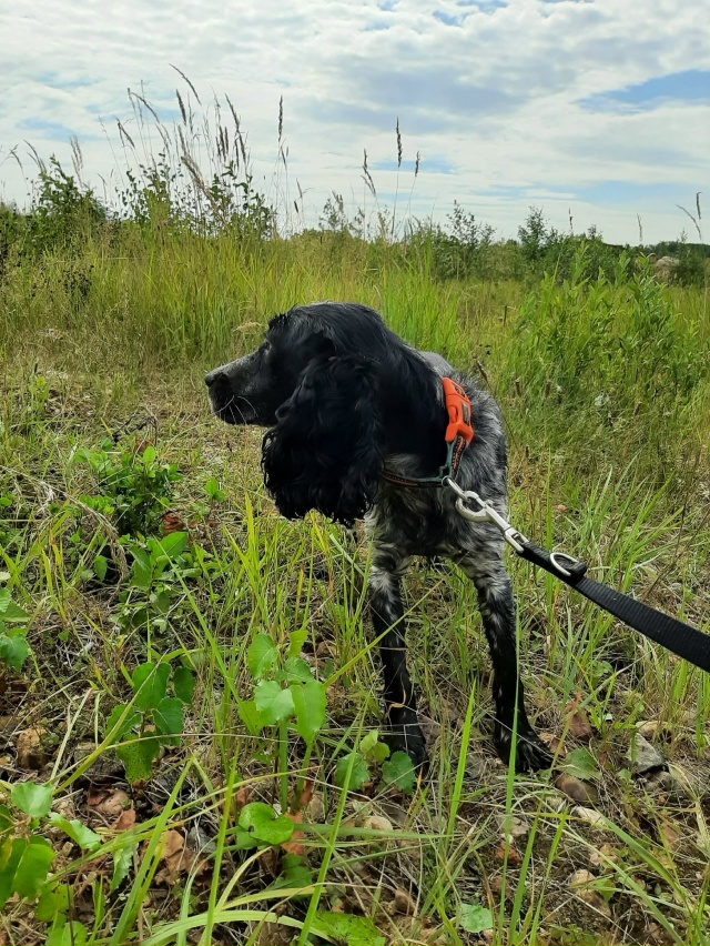 ПОТЕРЯЛАСЬ СОБАКА. РУССКИЙ ОХОТНИЧИЙ СПАНИЭЛЬ.ПО КЛИЧ?...