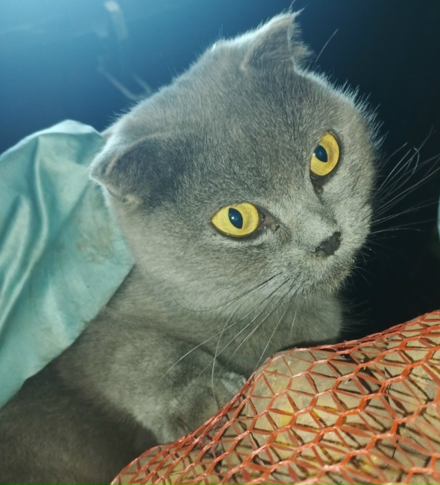 Помогите найти дом для кошечки! С виду породистая, ласк...