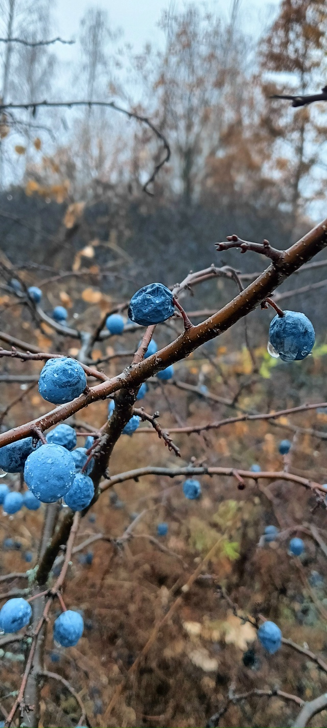 Всем Добрый Осенний привет🍂🍂