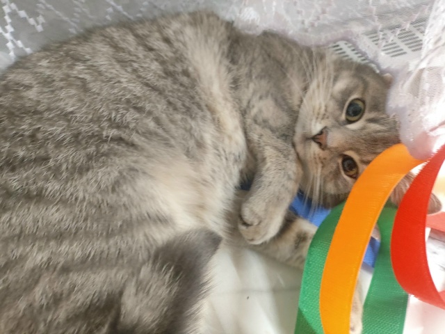 Не #мявстерская
....и ленточки!