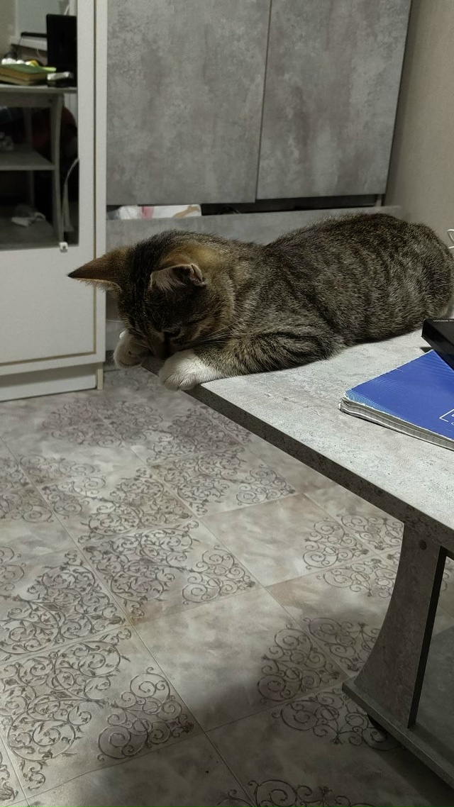 Пропал кот по кличке Филя, гулял на рынке и не вернулся,...