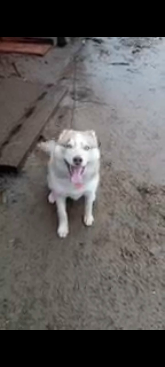 Потерялась собака хаски,убежала вчера вечером с перво?...