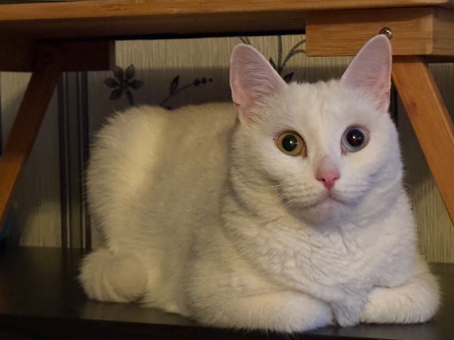 Шоковый (побляцки) хлебобулочный сугроб
#КошкаСветлан...