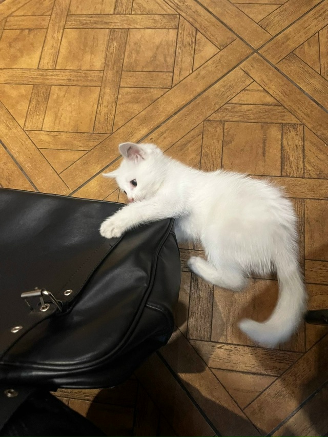 Котенок в добрые руки (мальчик 2,5 месяца), к лотку приуч?...