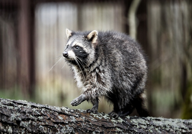 Новость из подмосковного Сафари‑парка: сегодня тут ст...