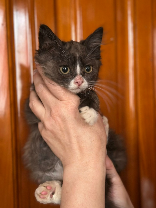 🆘🆘🆘Этот малыш нуждается в доме! Он был выброшен на у...