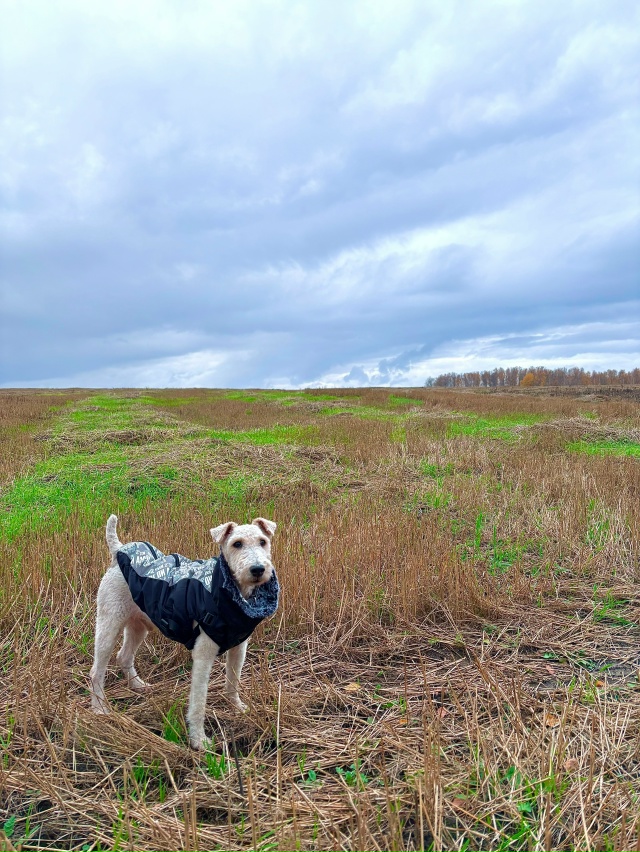 Недалеко от Толмачево
🍂 🐶